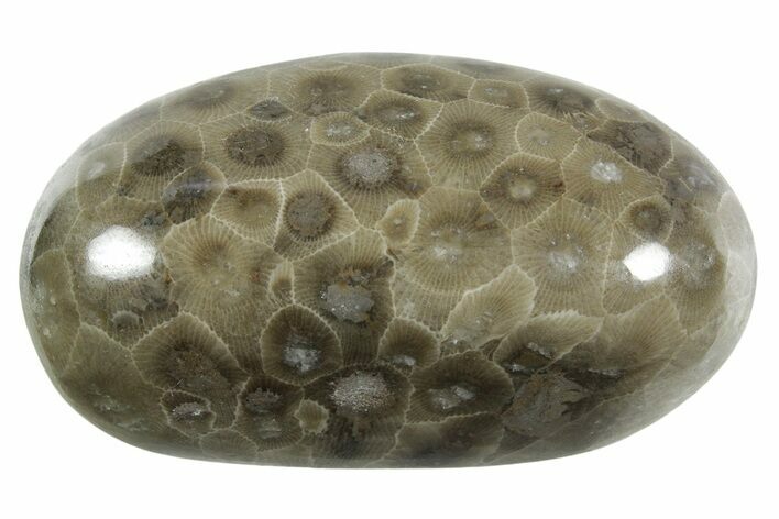Polished Petoskey Stone (Fossil Coral) - Michigan #348571